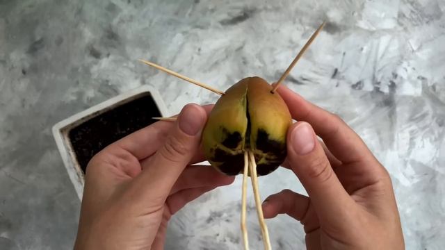 Как вырастить авокадо из косточки | Мастер класс | Два способа смотреть онлайн