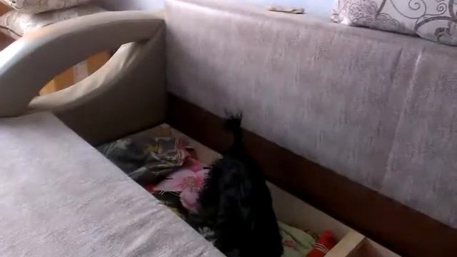 Смешно! Собака, косточка, диван