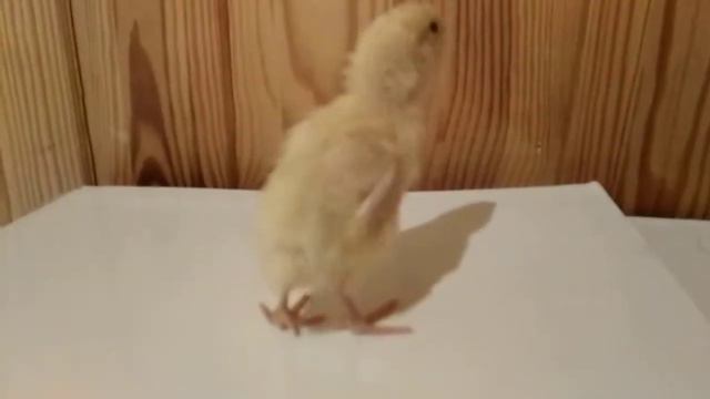 Так бывает, увы. Не втянулся "пупок". Четвертые сутки. смотреть онлайн