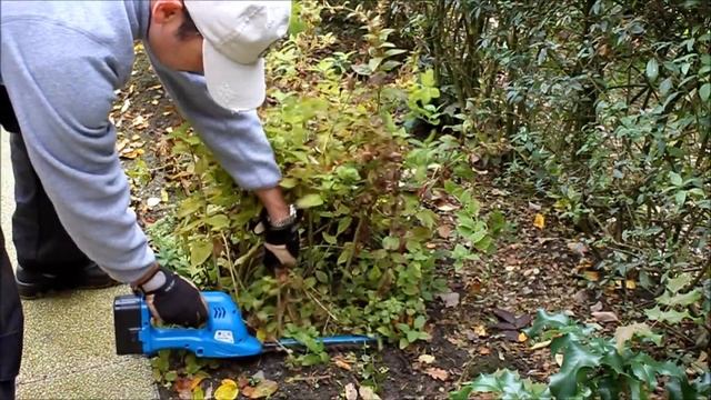 Goldfelberich Lysimachia punctata zum Herbst runterschneiden - NewWonder555 смотреть онлайн