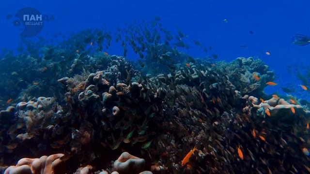 Голод в океане. Почему моряки отказывались ловить рыбу, даже когда кончалась еда?! смотреть онлайн