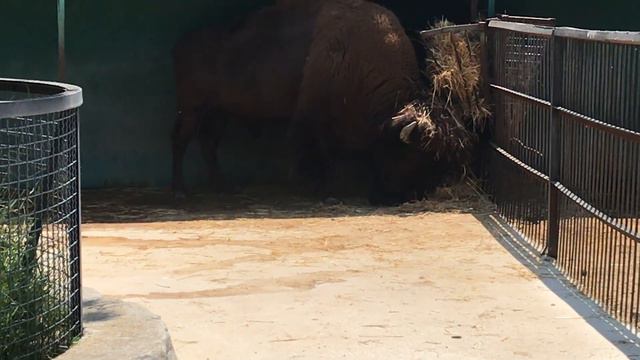 Мощные красавцы бизоны в Тайгане! Powerful Handsome Bison In Taigan!