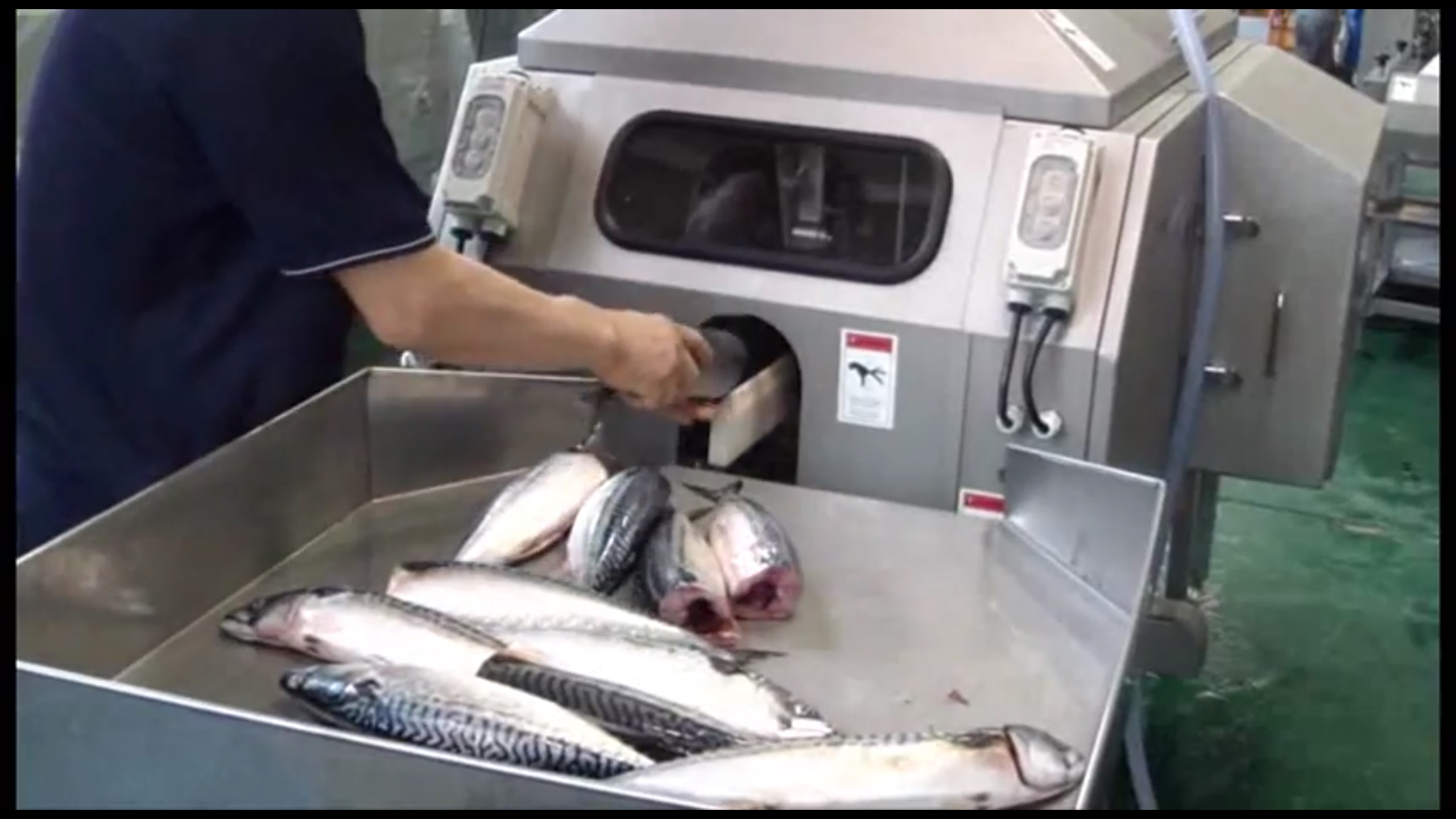 Филетировочная машина по скумбрии CHMF-801 скумбрия, сельдь.mp4