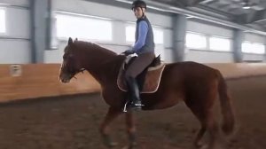 Как поднять лошадь в рысь