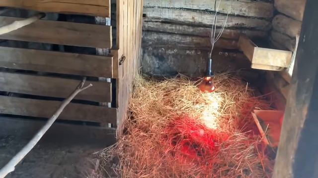 Подготовил сарай/купил свиней