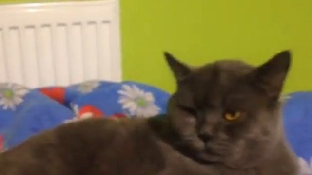 Британский кот мило умывается смотреть онлайн