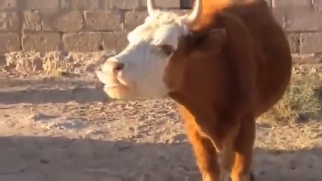 корова может сказать как правильно целоваться смотреть онлайн