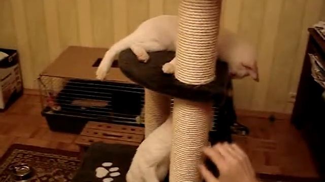 Котята Меконгские бобтейлы окраса рэд-пойнт смотреть онлайн