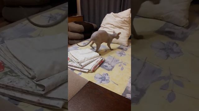 Лысая кошка копает норку смотреть онлайн