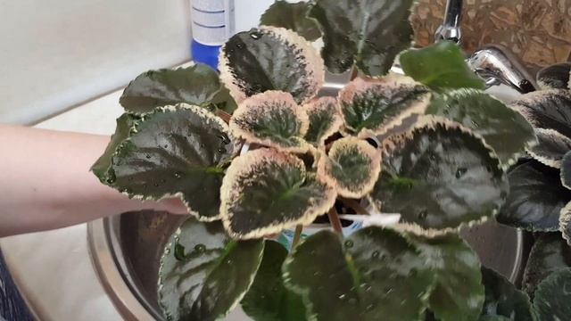 Можно ли мыть фиалку?Как помыть фиалку?How to wash African Violetet смотреть онлайн