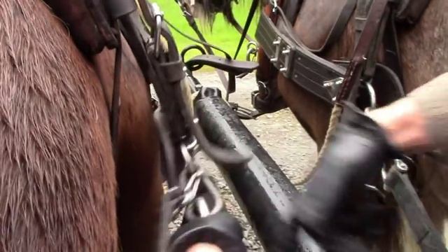 Horse-Drawn Wedding Carriage Anyone?! смотреть онлайн