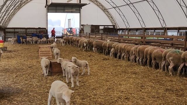 Sheep Farming: How To Be More Profitable With Sheep - Keep It Simple! смотреть онлайн