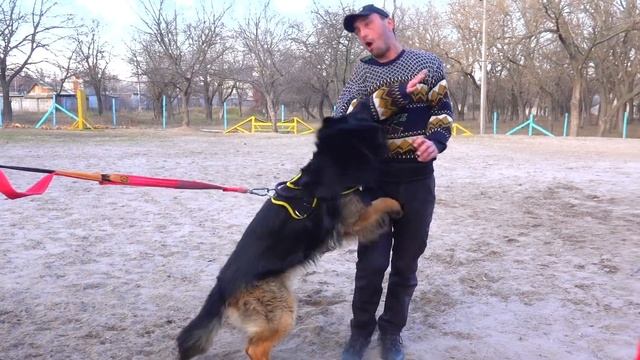 ?Телохранитель. Bodyguard. Немецкая овчарка. German Shepherd. смотреть онлайн