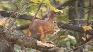 виртуальная экскурсия  осенний лес