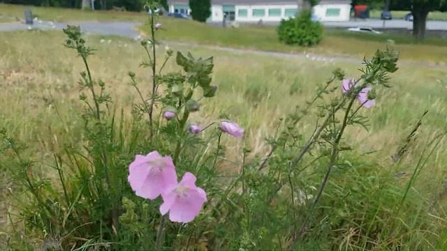 Musk mallow (Malva moschata) смотреть онлайн