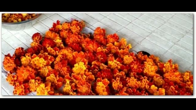 231_Бархатцы от вредителей и болезней смотреть онлайн