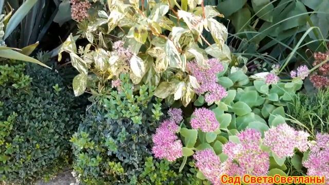 Разочарование и восторг.Растения и цветы которые меня порадовали и огорчили.Моя красивая дача.Сад. смотреть онлайн