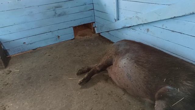Гламурный свинарник - это ненадолго ! Готовимся к заливке полов в свинарнике. смотреть онлайн