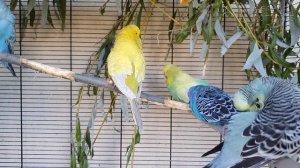 видео для попугая | учим попугая говорить Кеша птичка