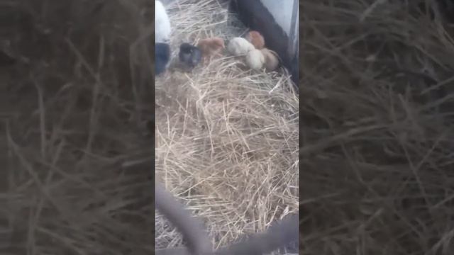 Индюшка цыплята смотреть онлайн