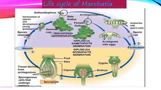 General Characteristics and Classification of Bryophytes смотреть онлайн