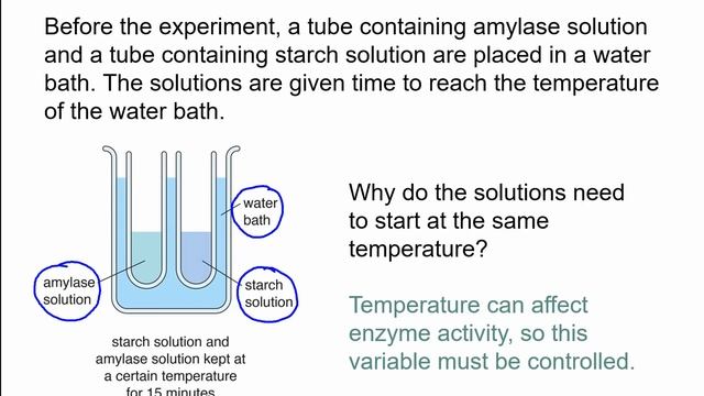 The starch & amylase experiment смотреть онлайн