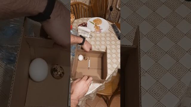 вылупление цыплят