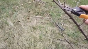 Обрезка молодой вишни.
