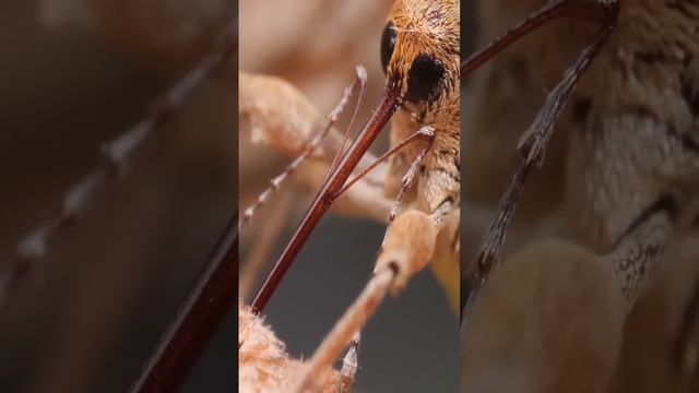 Это насекомое любит желуди больше чем свиньи. Долгоносик в деле. смотреть онлайн