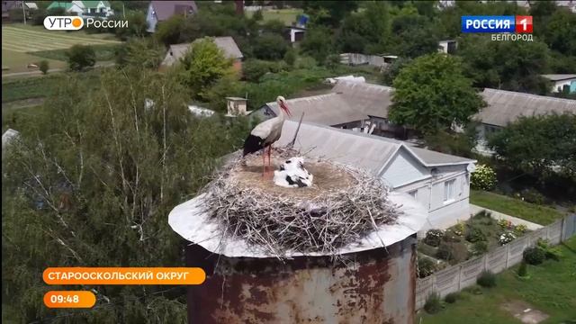 Под Старым Осколом разводят колонию краснокнижных аистов смотреть онлайн