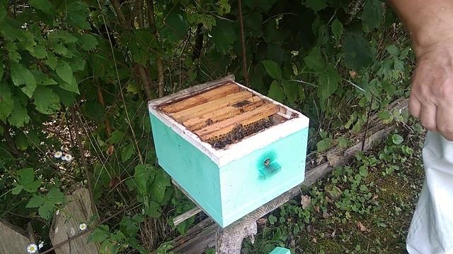 Подарок начинающему пчеловоду смотреть онлайн