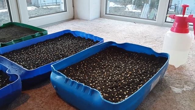 Сроки посева семян овощей. Когда сеять перец, томаты, баклажаны, сельдерей смотреть онлайн