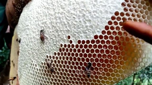 Wild Honey Harvesting Satisfying | Honeycomb is 14kg Delicious Honey смотреть онлайн