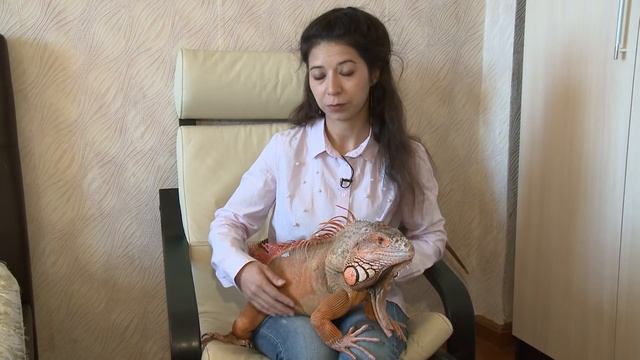 В тренде Домашняя Игуана смотреть онлайн