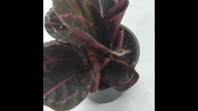 Calathea Roseopicta Morada смотреть онлайн