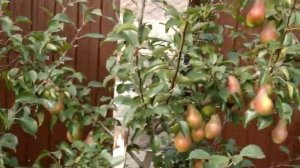 Сорт груши Яковлевская