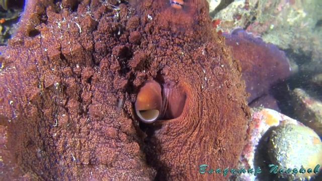 Осьминоги большие АНИЛАО FUL HD 04.2018