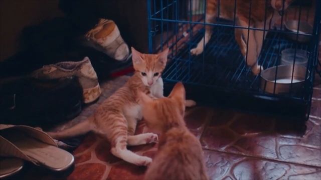 БОЙ РЫЖИХ КОТЯТ видео | рыжий котёнок | котята смотреть онлайн