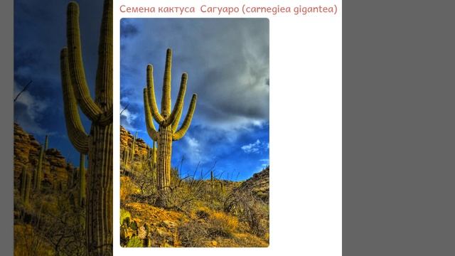 Кактус Сагуаро (carnegiea gigantea) смотреть онлайн