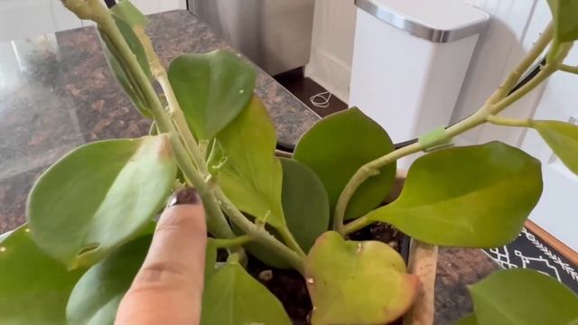 HOYA BLOOMING/ HOYA PACHYCLADA / CARE TIPS AND MORE!!