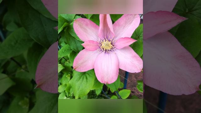 Зацвел клематис