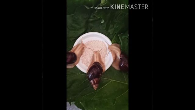 Ахатины. Еда. Сложный выбор смотреть онлайн