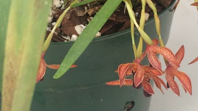Black Orchid Flowers /Black Maxillaria schunkeana Orchid tips to bloom смотреть онлайн