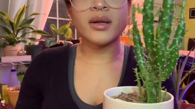 Austrocylindropuntia Subulata Care And Pronunciation 🌵