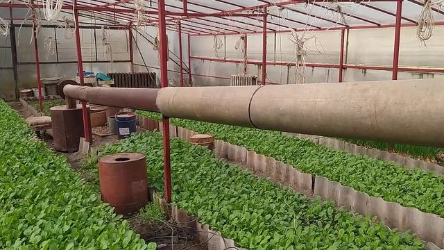 Выращивание лука и редиски в теплице зимой смотреть онлайн