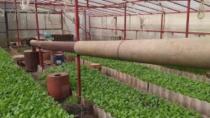 Выращивание лука и редиски в теплице зимой