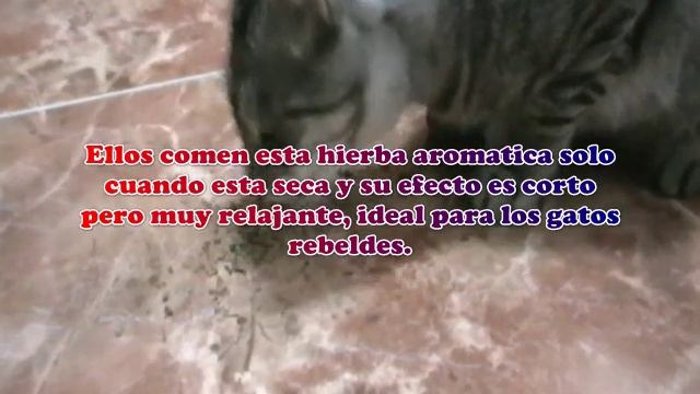 Nebeda - Catnip o Nepeta Cataria смотреть онлайн