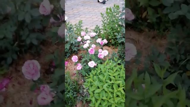 Английские розы Софиз роуз и Гертруда Джэкилл смотреть онлайн