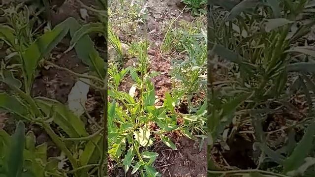 Растения лесостепи. 160520 смотреть онлайн