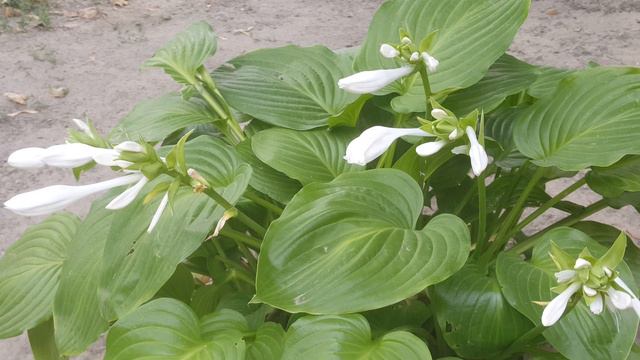 ОНА ИЗБАВИТ ОТ ЛЮБОЙ БОЛИ В РУКАХ НОГАХ КОЛЕНЯХ